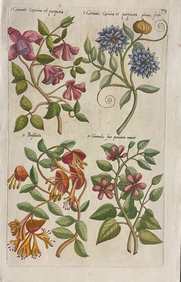 Rarissima tavola dall'opera "Florilegium Amplissimum et Selectissimum..." Per Oliva Stampe Antiche