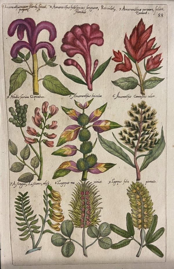 Rarissima tavola dall'opera "Florilegium Amplissimum et Selectissimum..." Per Oliva Stampe Antiche