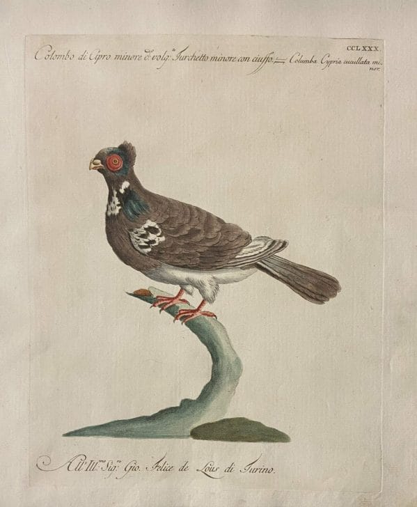 Incisione su rame da "Storia naturale degli uccelli" a cura di Saverio Manetti